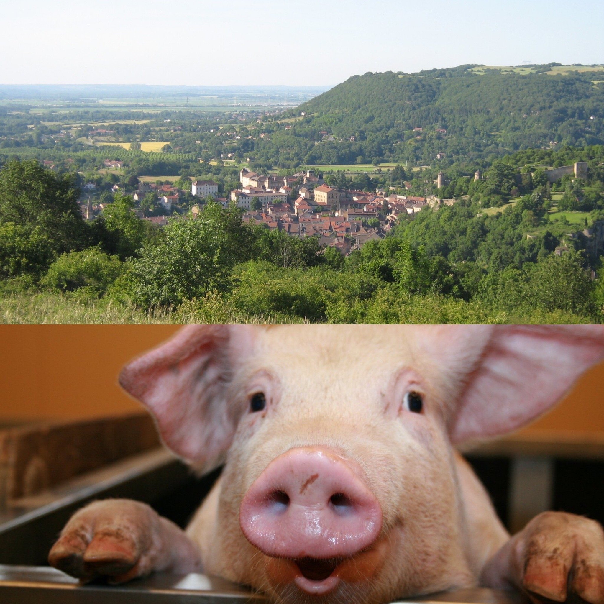 Nord-Isère et cochon